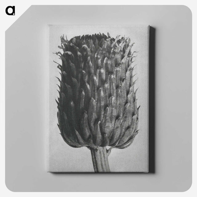 1-65_Karl-Blossfeldt_canvas