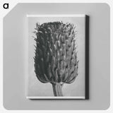 Cirsium Canum (Thistle) Flower Head - Karl Blossfeldt Canvas.