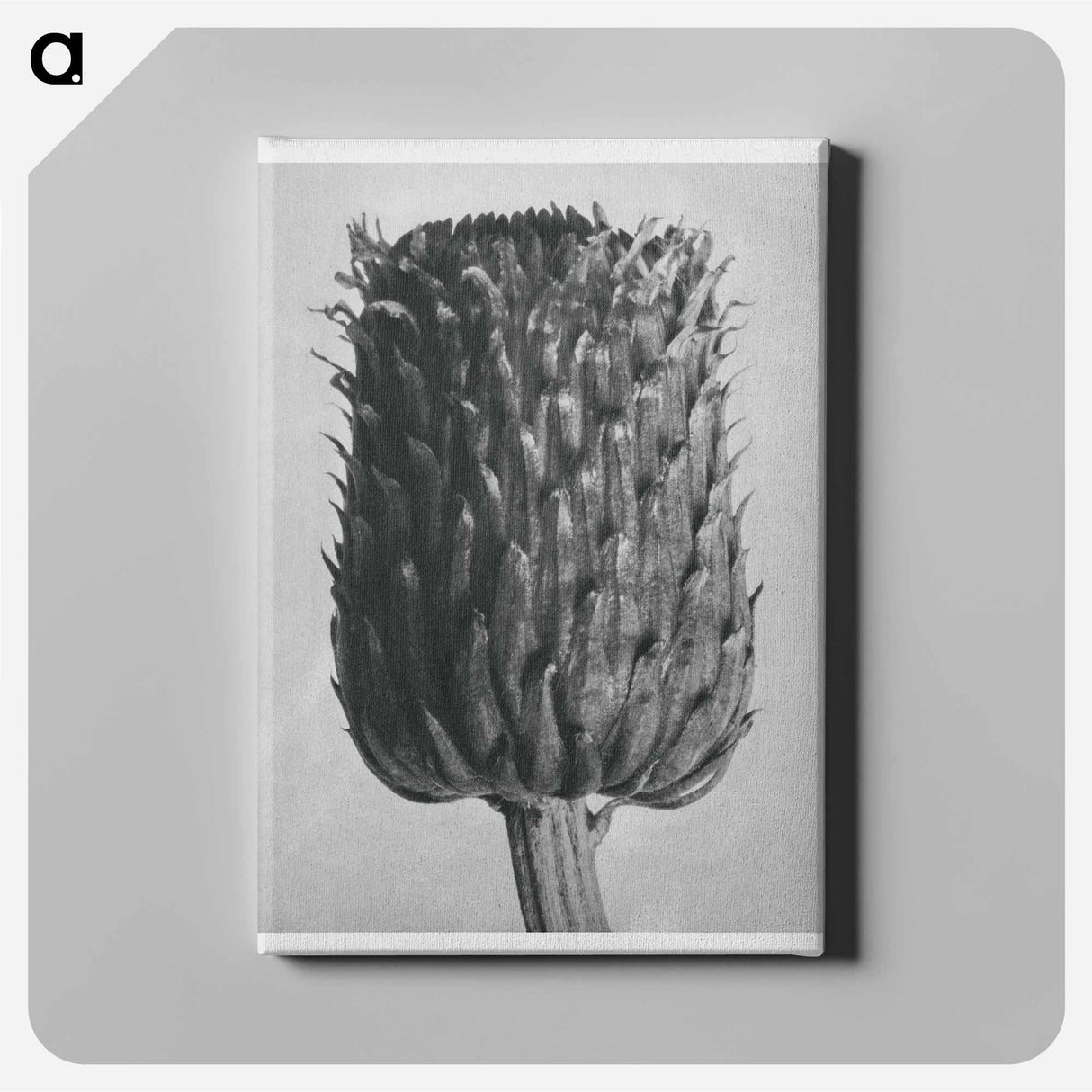 Cirsium Canum (Thistle) Flower Head - カール ブロスフェルト Canvas.