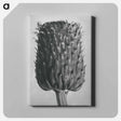 アートパネル-Cirsium Canum (Thistle) Flower Head - カール ブロスフェルト Canvas.