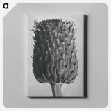 アートパネル-Cirsium Canum (Thistle) Flower Head - カール ブロスフェルト Canvas.