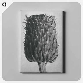 アートパネル-Cirsium Canum (Thistle) Flower Head - カール ブロスフェルト Canvas.