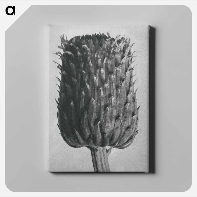 アートパネル-Cirsium Canum (Thistle) Flower Head - カール ブロスフェルト Canvas.