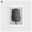 アートポストカード-Cirsium Canum (Thistle) Flower Head - カール ブロスフェルト Postcard.