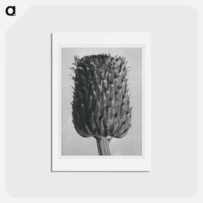 アートポストカード-Cirsium Canum (Thistle) Flower Head - カール ブロスフェルト Postcard.