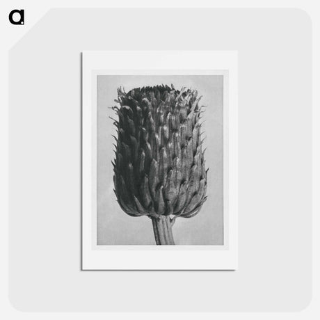 アートポストカード-Cirsium Canum (Thistle) Flower Head - カール ブロスフェルト Postcard.