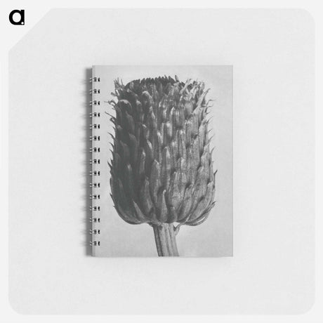 アートメモ帳-Cirsium Canum (Thistle) Flower Head - カール ブロスフェルト Memo.