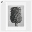 1-65_Karl-Blossfeldt_picture