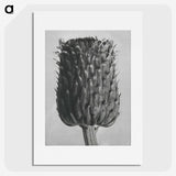1-65_Karl-Blossfeldt_picture