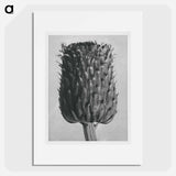 Cirsium Canum (Thistle) Flower Head - カール ブロスフェルト Poster.