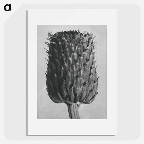 アートポスター-Cirsium Canum (Thistle) Flower Head - カール ブロスフェルト Poster.