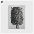 1-65_Karl-Blossfeldt_postcard