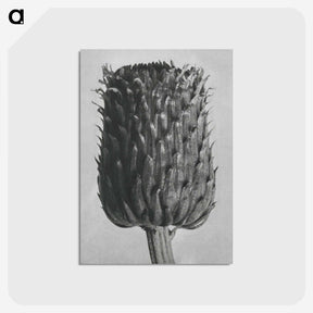 1-65_Karl-Blossfeldt_postcard