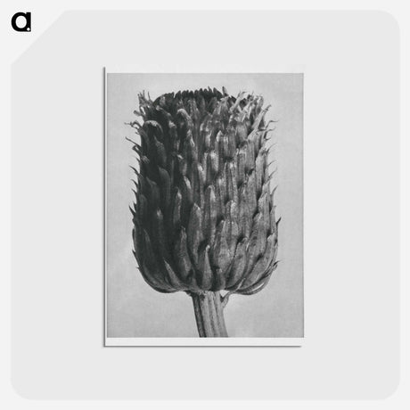 アートポストカード-Cirsium Canum (Thistle) Flower Head - カール ブロスフェルト Postcard.