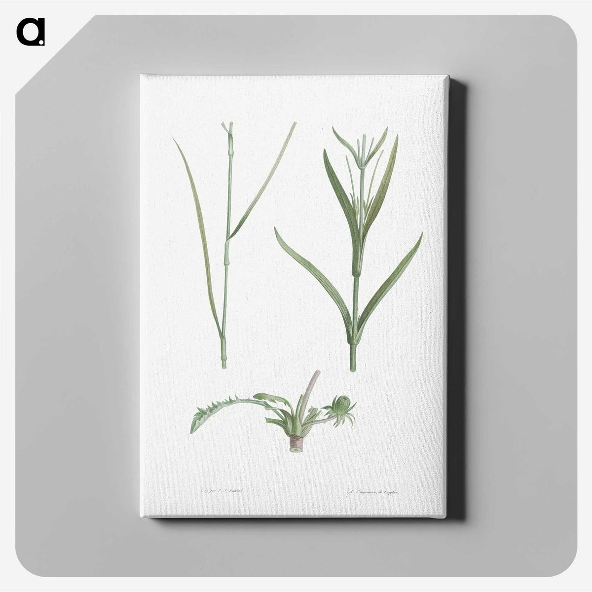 1-65_La-Botanique_canvas