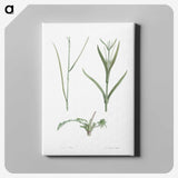 1-65_La-Botanique_canvas