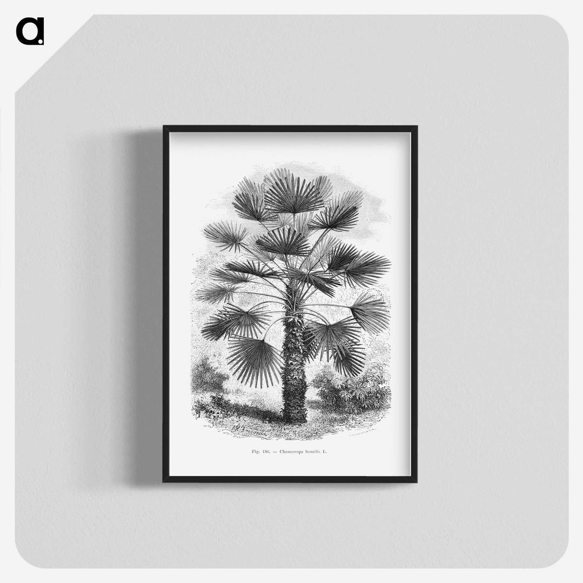 1-65_Les-Palmiers-Histoire-Iconographique_blk-crop