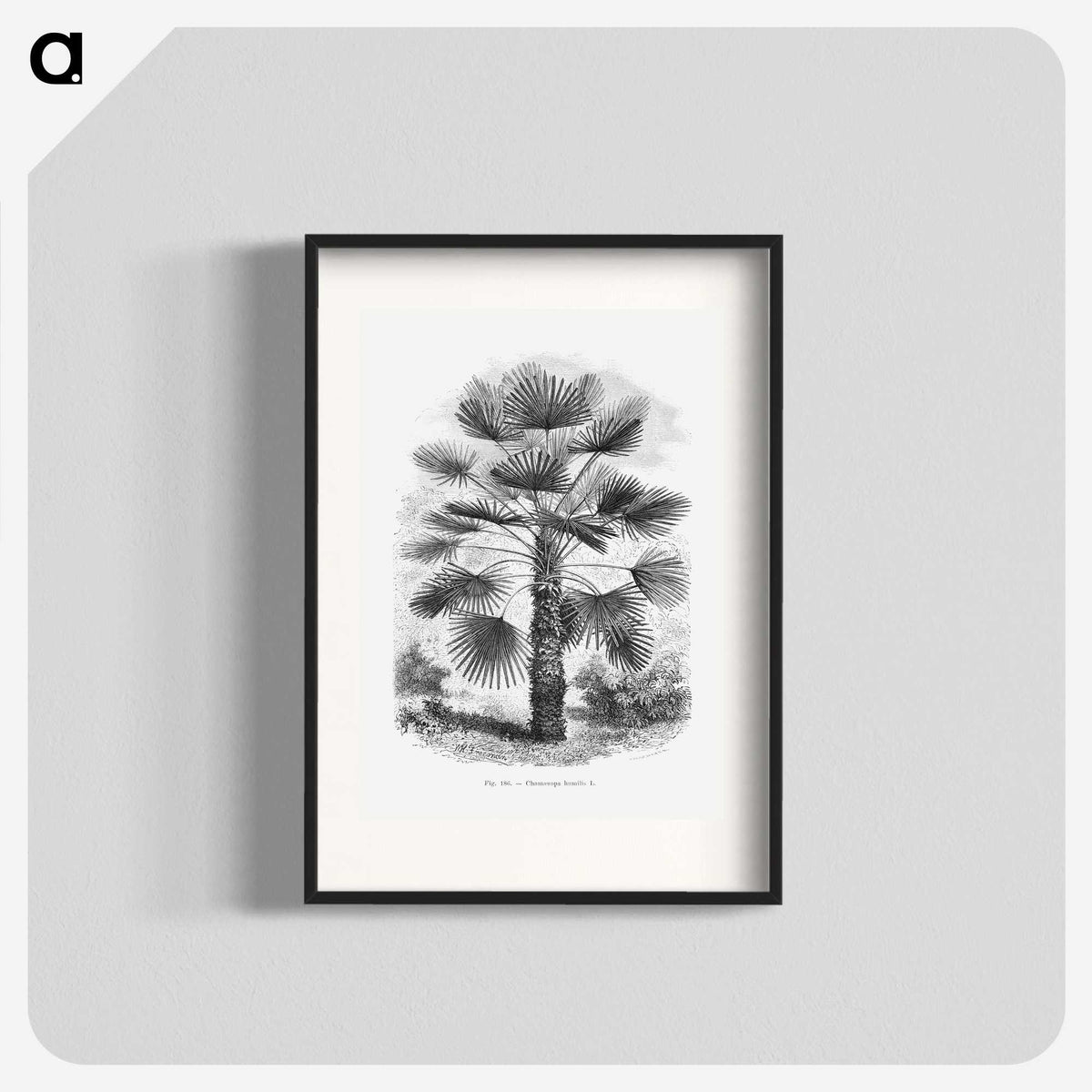 1-65_Les-Palmiers-Histoire-Iconographique_blk