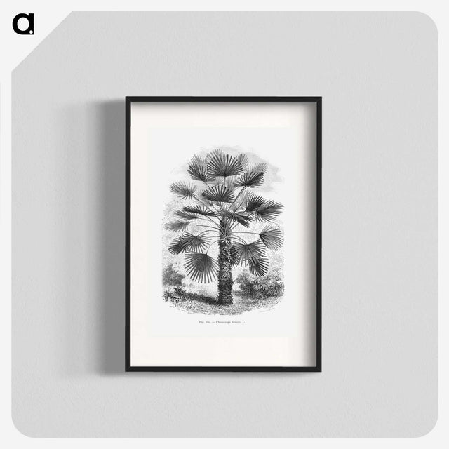 1-65_Les-Palmiers-Histoire-Iconographique_blk