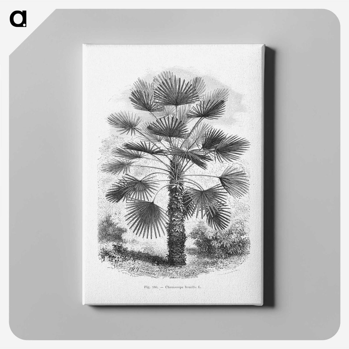 1-65_Les-Palmiers-Histoire-Iconographique_canvas