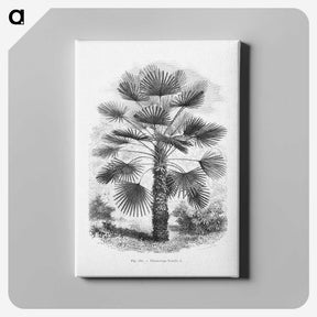1-65_Les-Palmiers-Histoire-Iconographique_canvas
