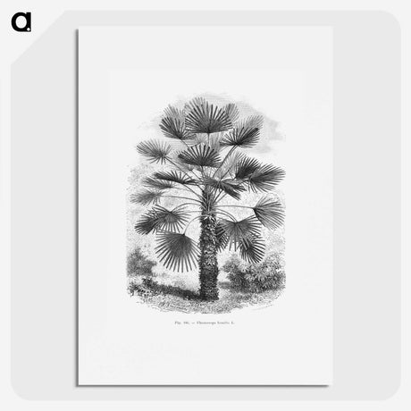 1-65_Les-Palmiers-Histoire-Iconographique_picture