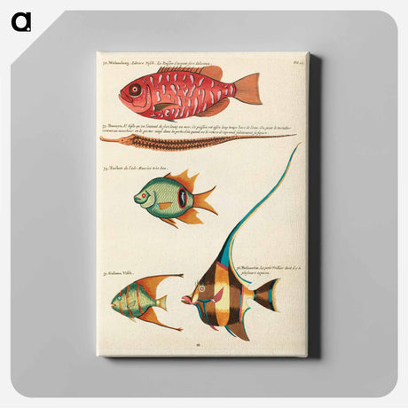 アートパネル-Moluccan Fishes
 - ルイ ルナール Canvas.
