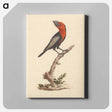 アートパネル-Black-billed Barbet
 - ルイージ バルガーニ Canvas.