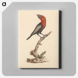 アートパネル-Black-billed Barbet
 - ルイージ バルガーニ Canvas.