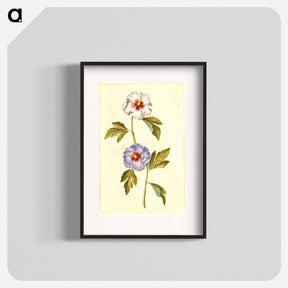 アートポスター-Hibiscus Syriacus
 - マリア ジビーラ メーリアン Poster.