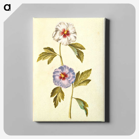 1-65_Maria-Sibylla-Merian_canvas