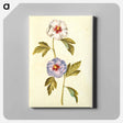 アートパネル-Hibiscus Syriacus
 - マリア ジビーラ メーリアン Canvas.