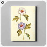アートパネル-Hibiscus Syriacus
 - マリア ジビーラ メーリアン Canvas.