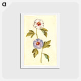アートポストカード-Hibiscus Syriacus
 - マリア ジビーラ メーリアン Postcard.