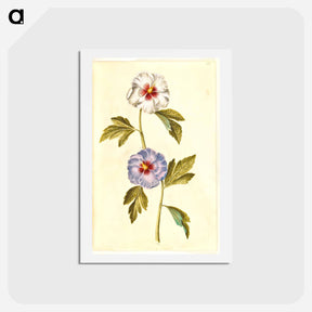 アートポストカード-Hibiscus Syriacus
 - マリア ジビーラ メーリアン Postcard.