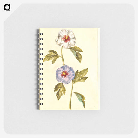 1-65_Maria-Sibylla-Merian_memo