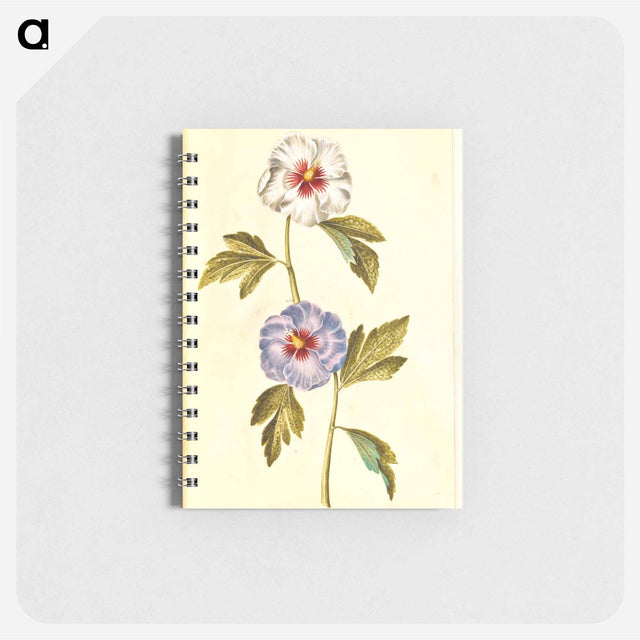 アートメモ帳-Hibiscus Syriacus
 - マリア ジビーラ メーリアン Memo.