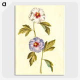 1-65_Maria-Sibylla-Merian_picture-crop