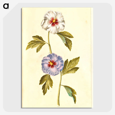1-65_Maria-Sibylla-Merian_picture-crop