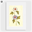1-65_Maria-Sibylla-Merian_picture