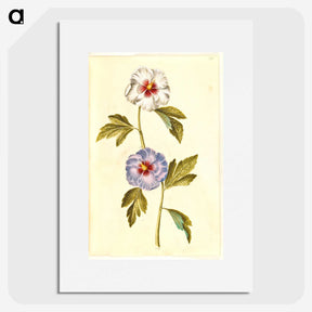 1-65_Maria-Sibylla-Merian_picture