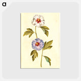 アートポストカード-Hibiscus Syriacus
 - マリア ジビーラ メーリアン Postcard.