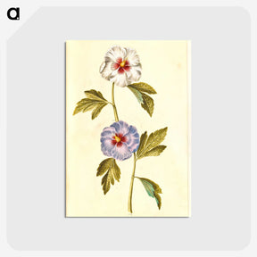 1-65_Maria-Sibylla-Merian_postcard