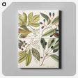 1-65_Mark-Catesby_canvas