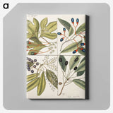 1-65_Mark-Catesby_canvas