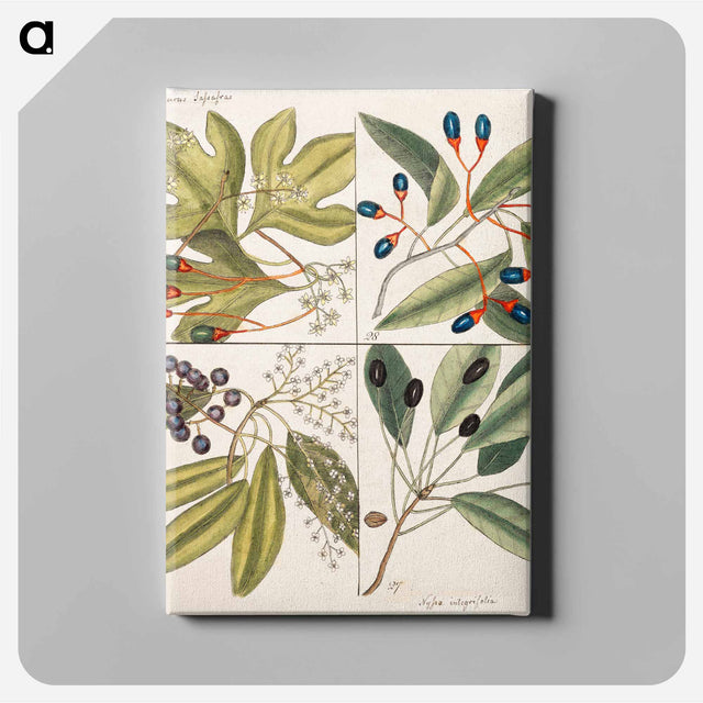 アートパネル-Carolina Flora
 - マーク ケイツビー Canvas.