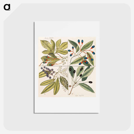 アートポストカード-Carolina Flora
 - マーク ケイツビー Postcard.