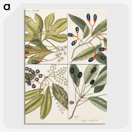 1-65_Mark-Catesby_picture-crop