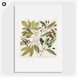 1-65_Mark-Catesby_picture
