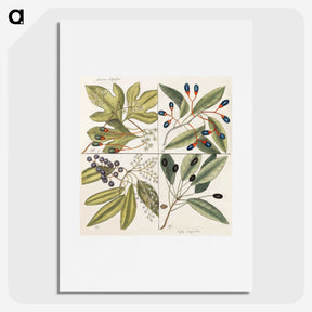 1-65_Mark-Catesby_picture